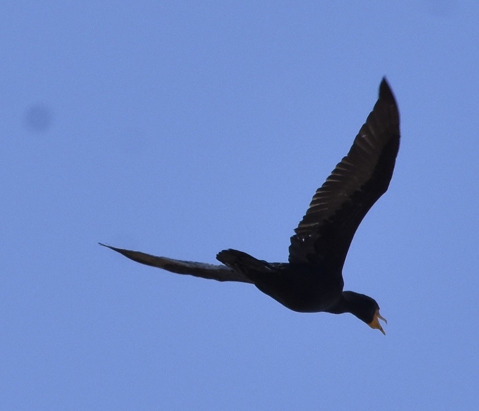 Cormoran à aigrettes - ML638695451