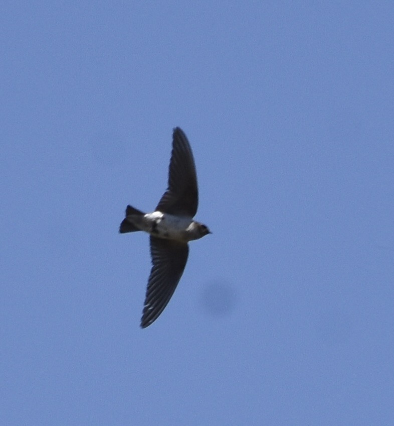 Hirondelle à face blanche - ML638695462