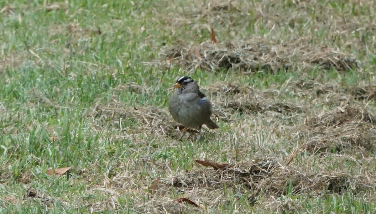 White-crowned Sparrow - ML638695545