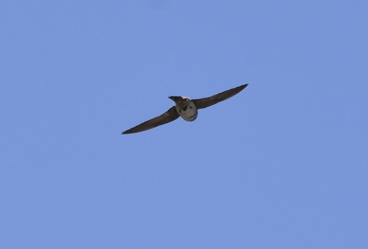 Hirondelle à front blanc - ML638695562