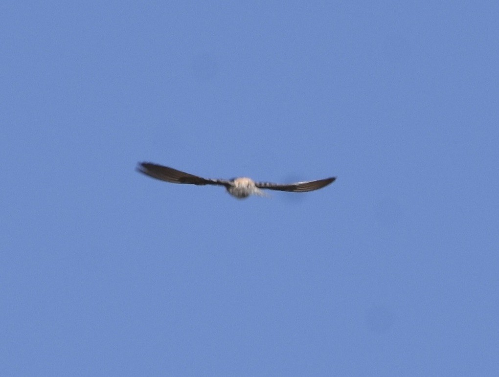 Hirondelle à front blanc - ML638695567
