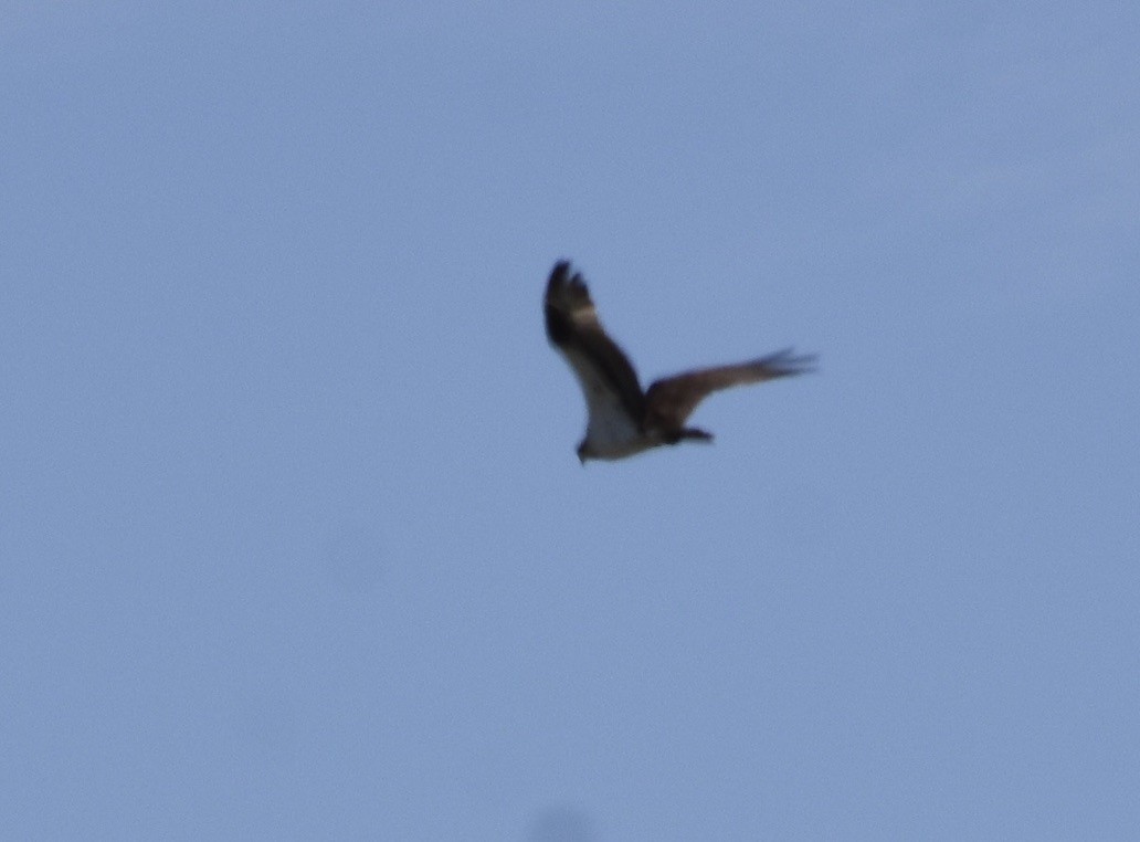 Balbuzard pêcheur (carolinensis) - ML638695572
