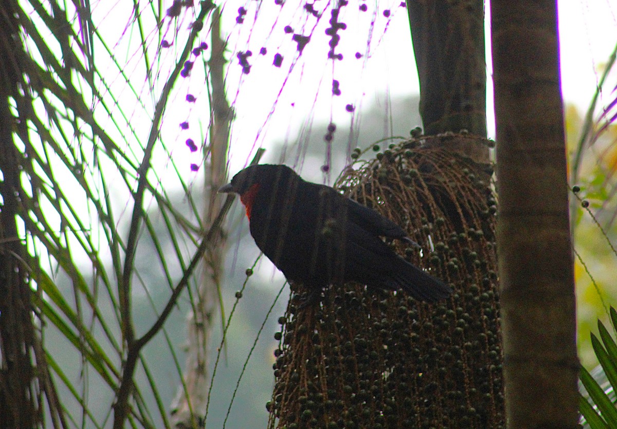 Red-ruffed Fruitcrow - ML638695573