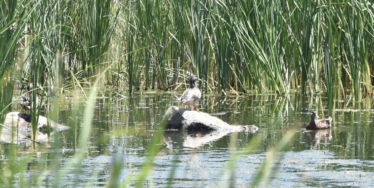 Canard colvert - ML638695588