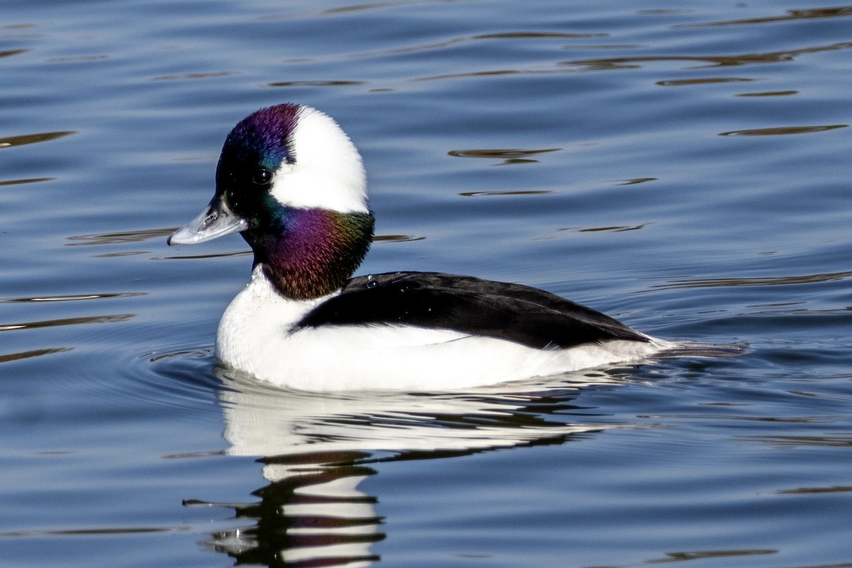 Bufflehead - ML638695596