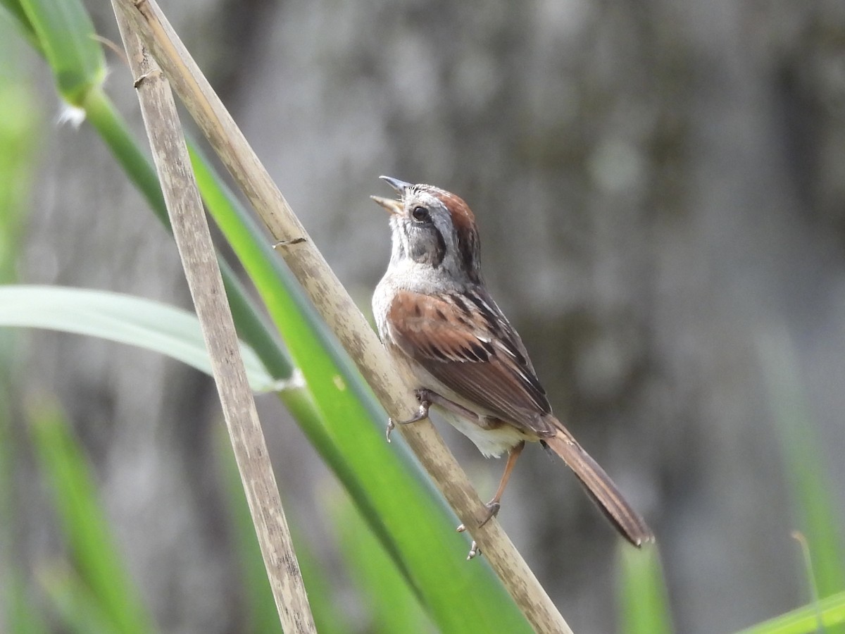 Swamp Sparrow - ML638695601