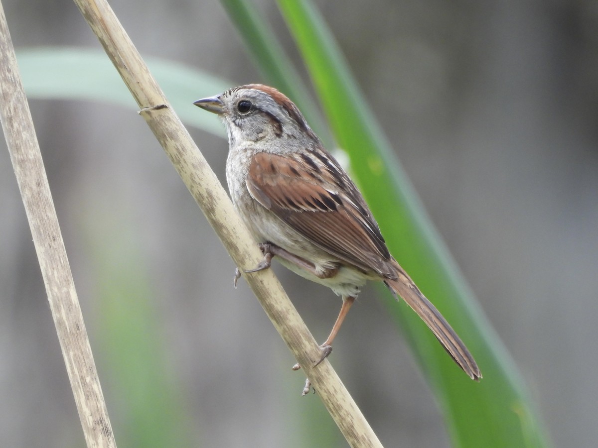 Swamp Sparrow - ML638695602