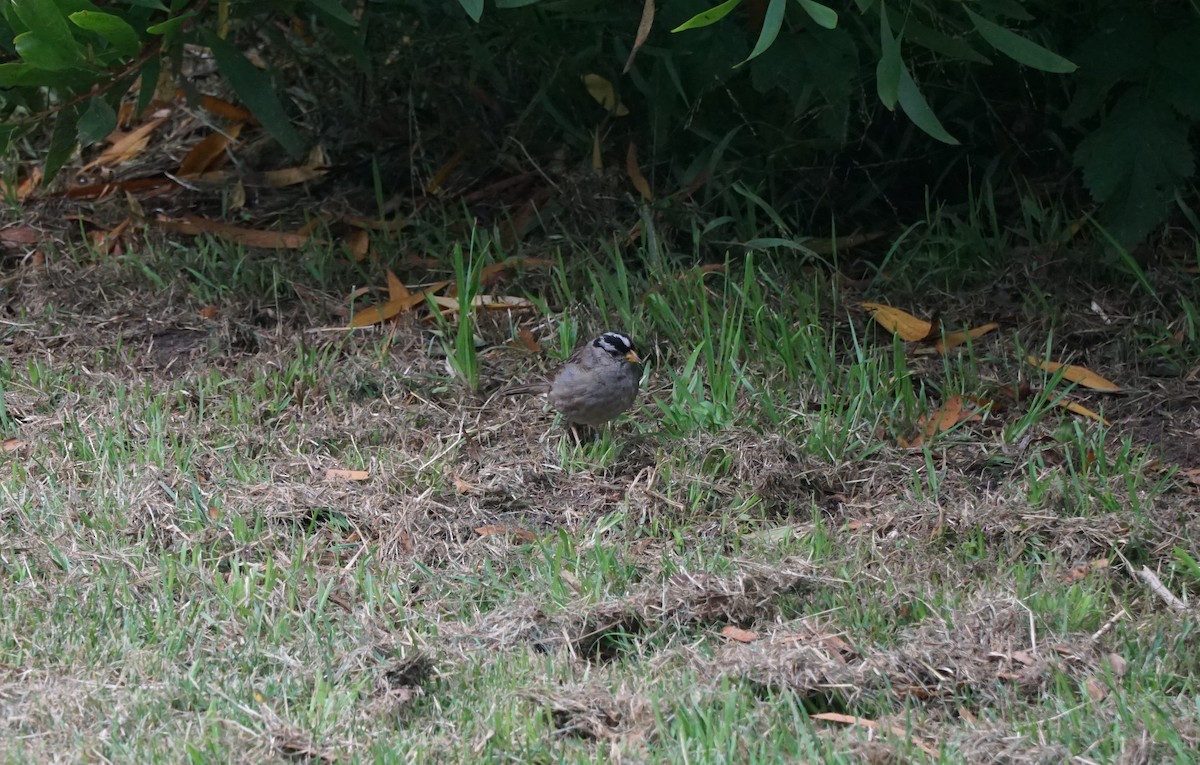White-crowned Sparrow - ML638695610