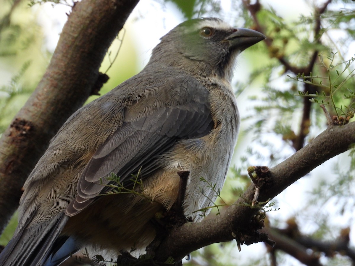 Bluish-gray Saltator - ML638695641
