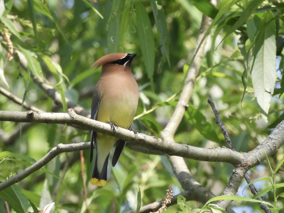 Buztanori amerikarra - ML638695685