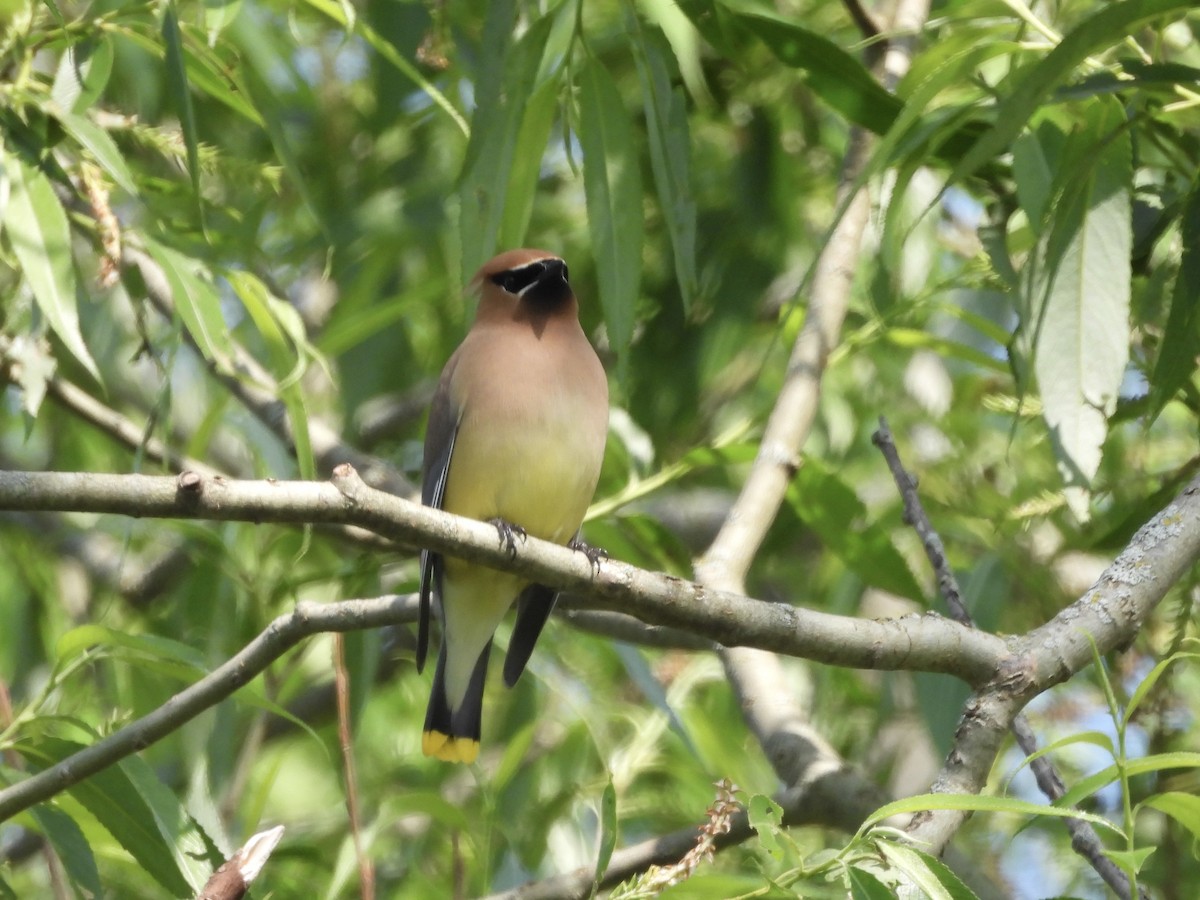 Buztanori amerikarra - ML638695686