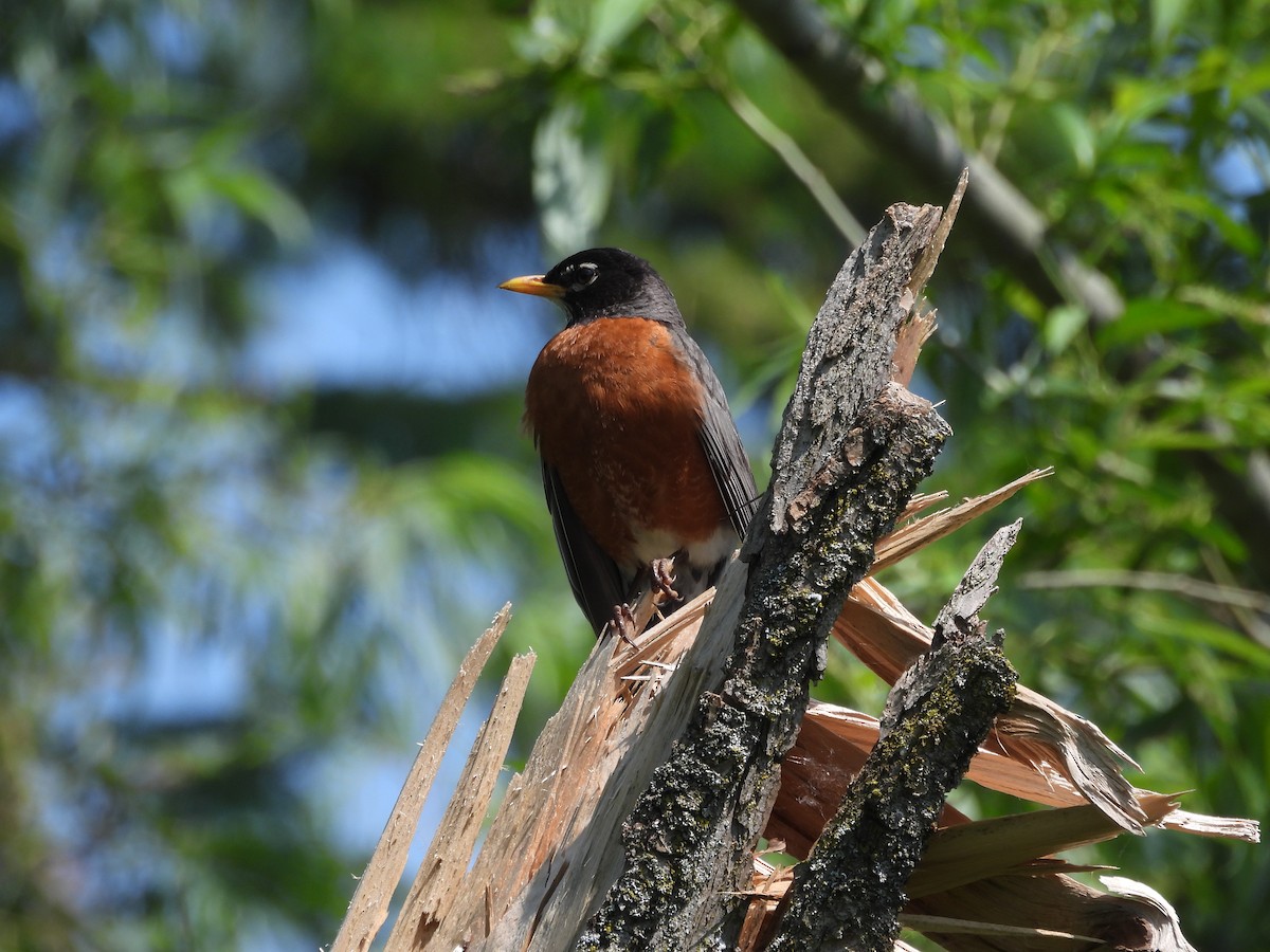 Zozo papargorria - ML638695693