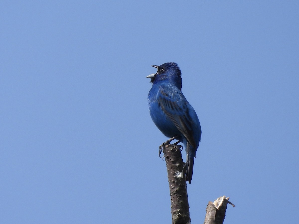 Indigo Bunting - ML638695699