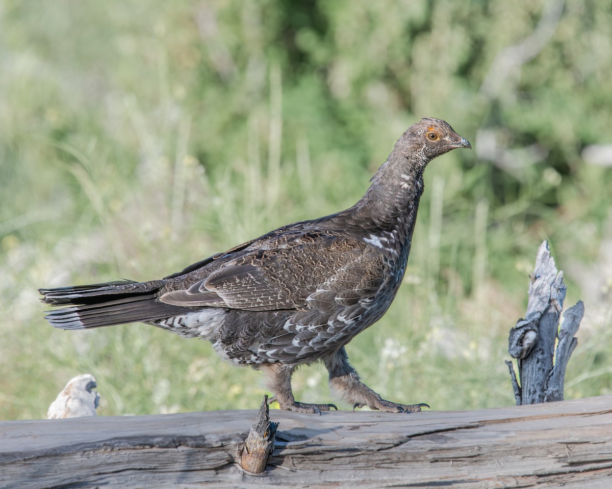アオライチョウ - ML638695705