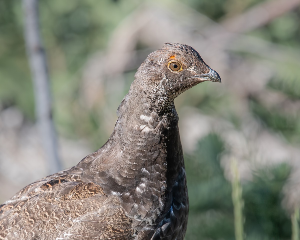 アオライチョウ - ML638695742