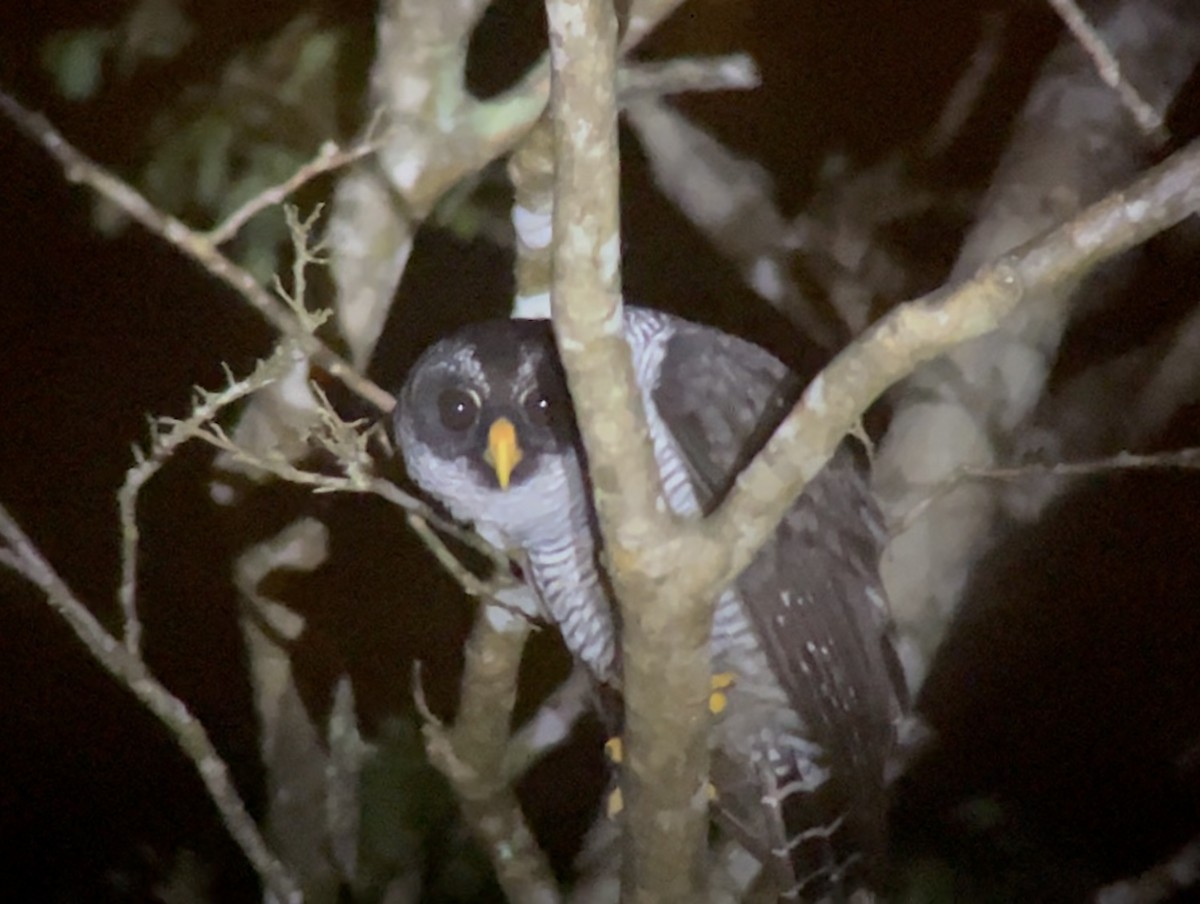 Black-and-white Owl - ML638695797