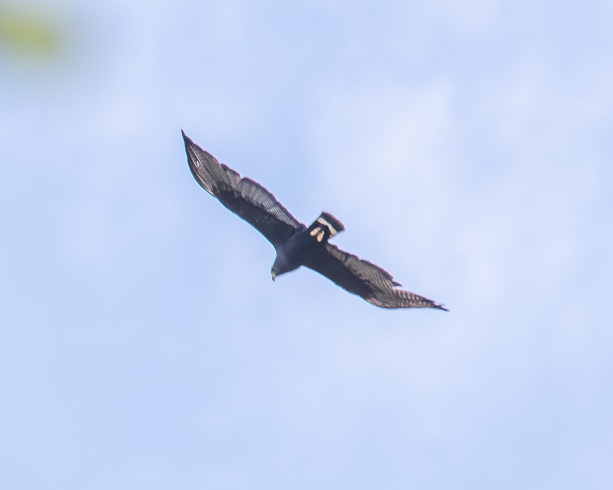 オビオノスリ - ML638695802