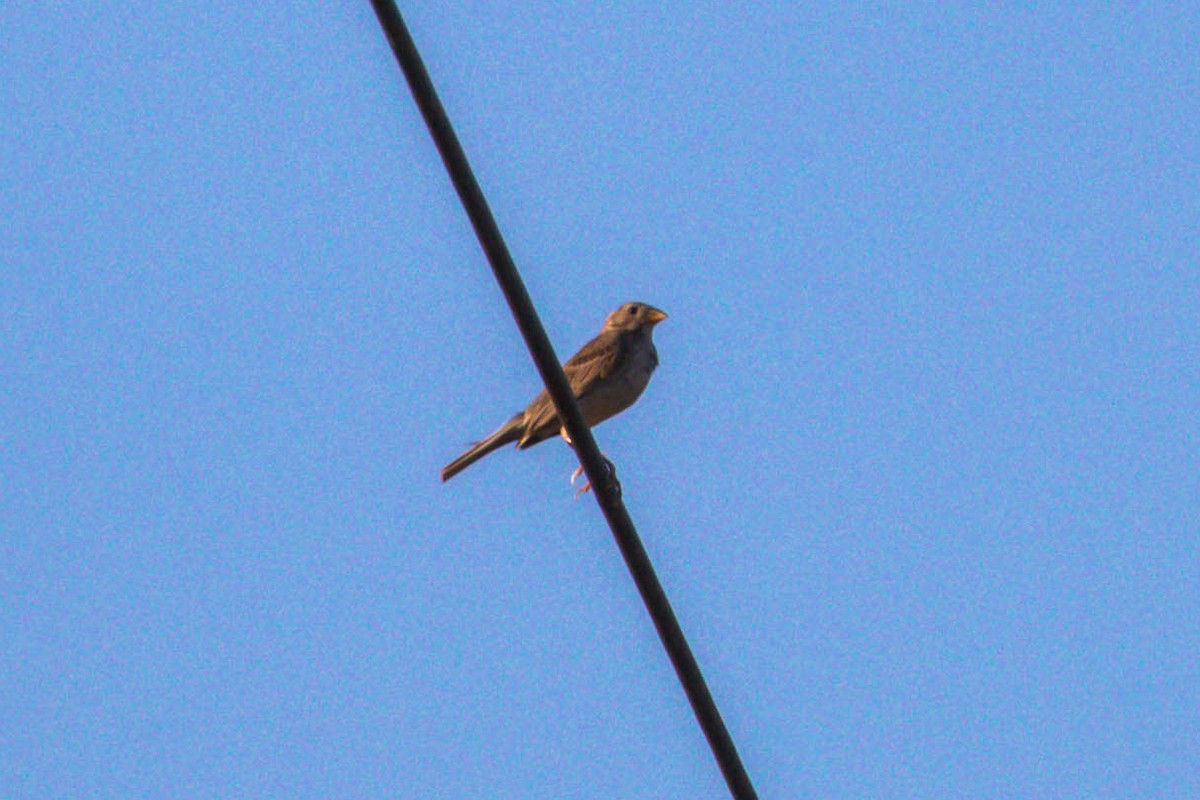 Corn Bunting - ML638695807
