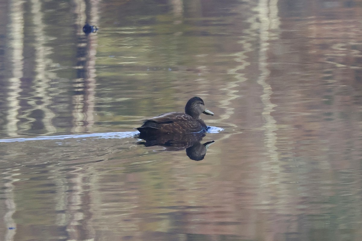 American Black Duck - ML638695812
