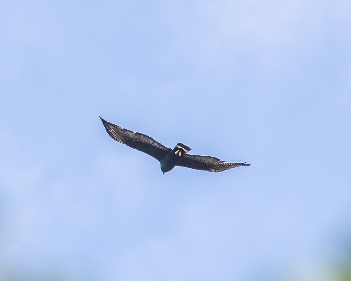 オビオノスリ - ML638695813