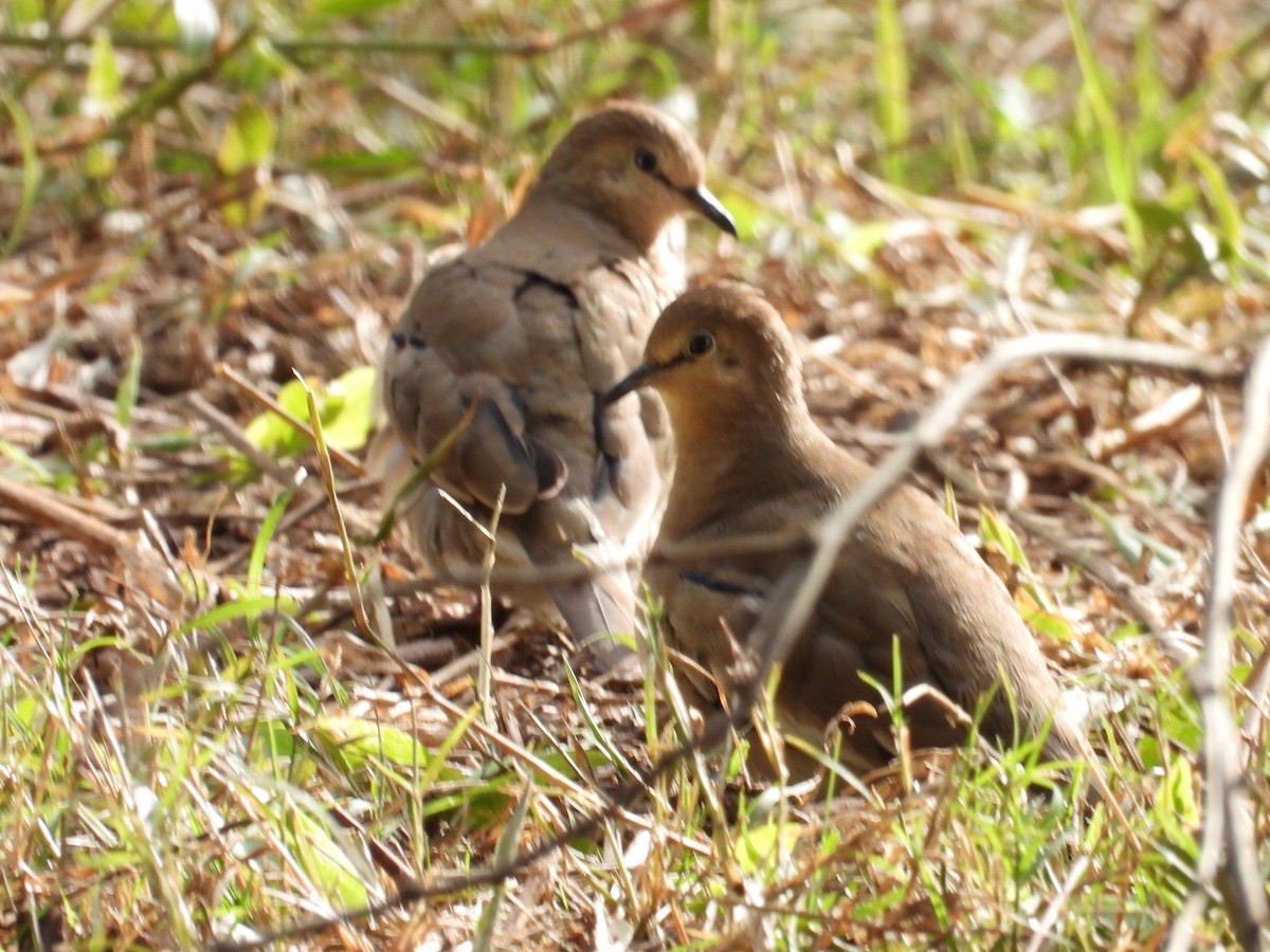 Picui Ground Dove - ML638695822