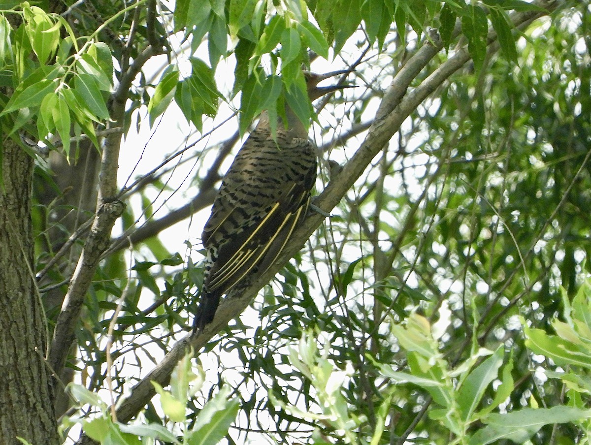 Northern Flicker (Yellow-shafted) - ML638695834