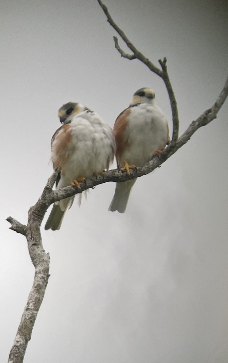Pearl Kite - ML638695840