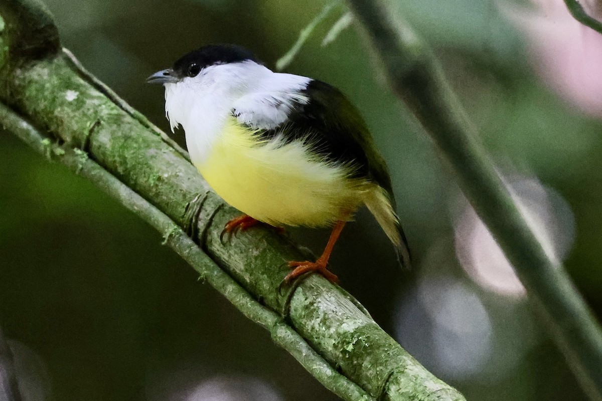 White-collared Manakin - ML638695868