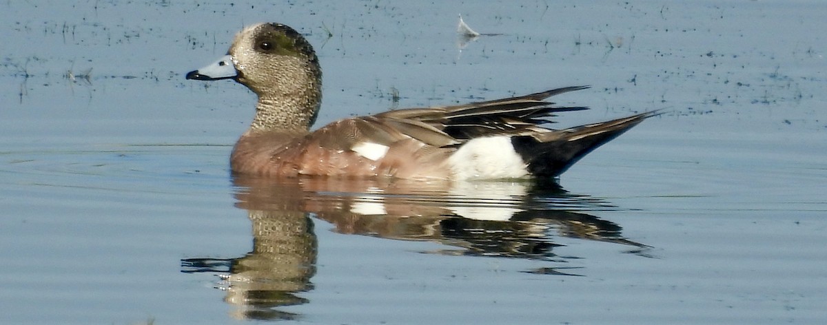 Canard d'Amérique - ML638695907