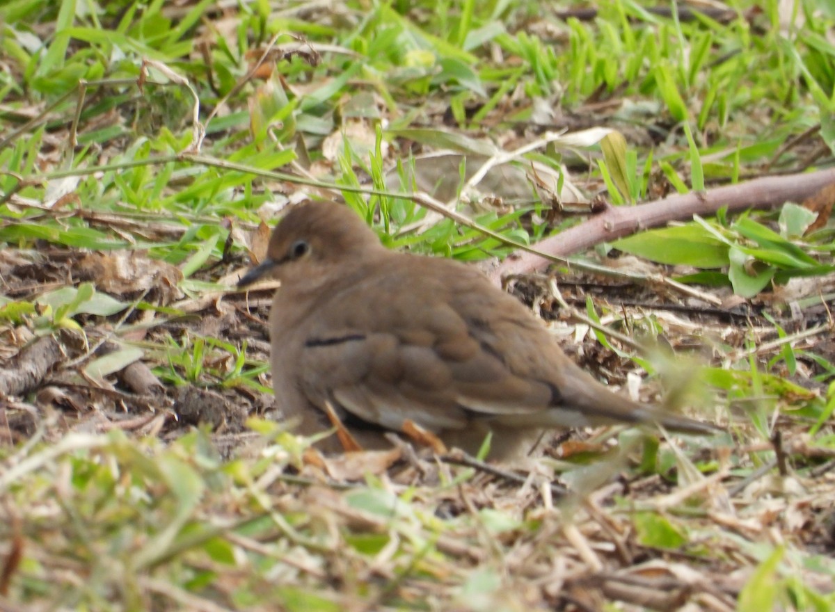 Picui Ground Dove - ML638695909