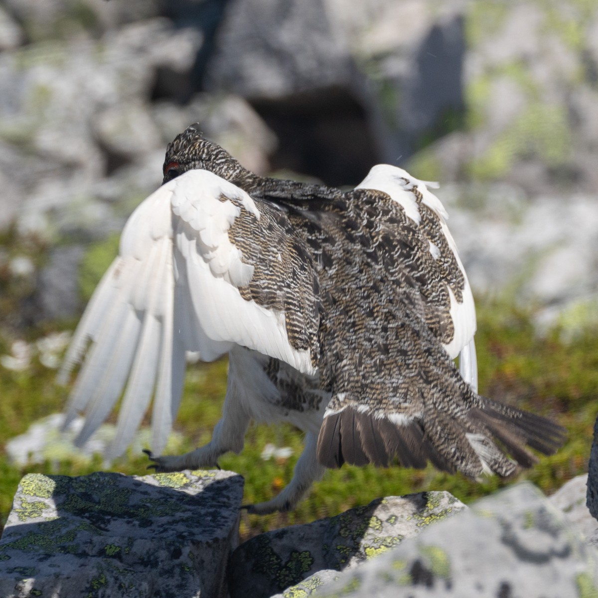 Rock Ptarmigan - ML638695928