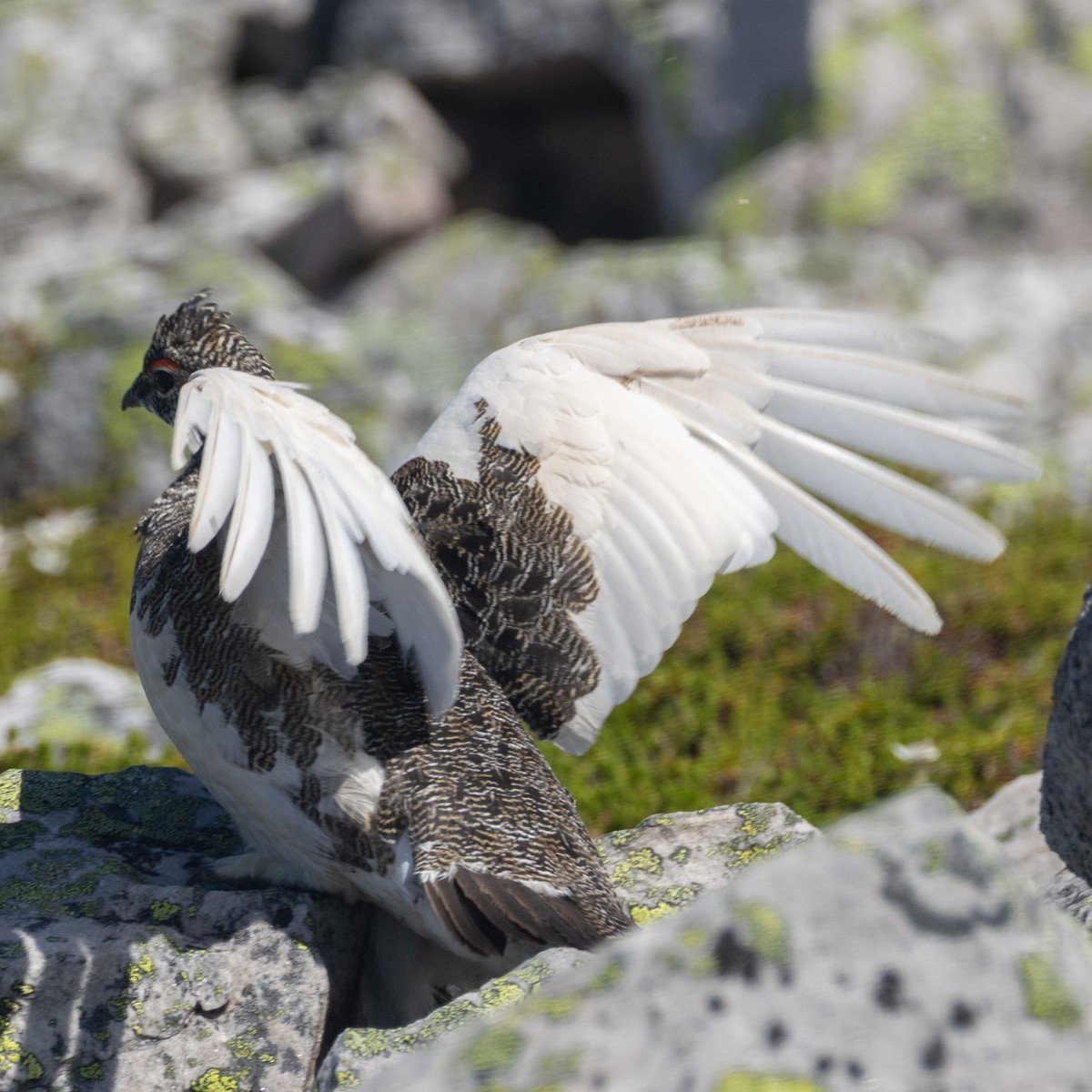 Rock Ptarmigan - ML638695929