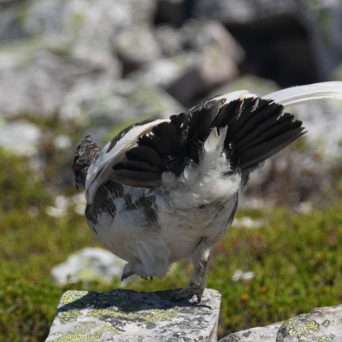Rock Ptarmigan - ML638695930
