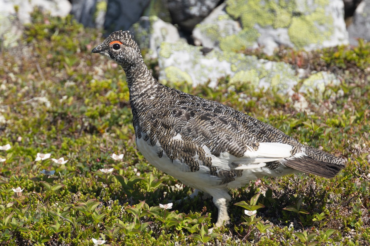 Rock Ptarmigan - ML638695932