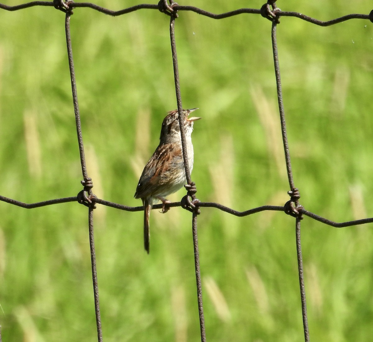 Swamp Sparrow - ML638695950