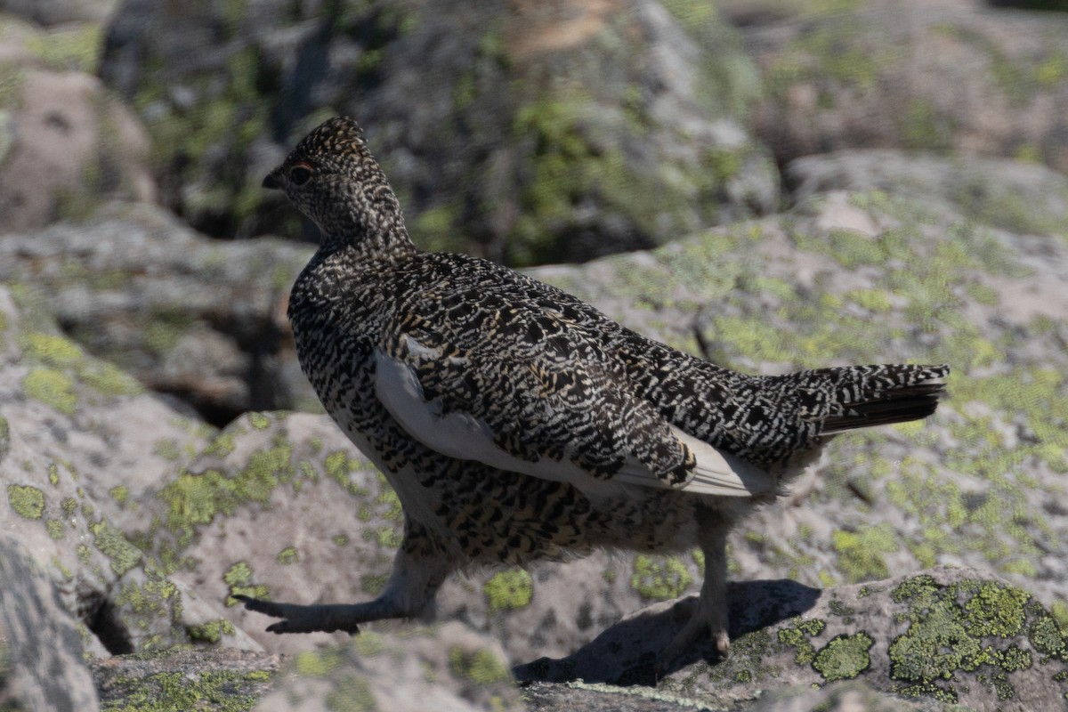 Rock Ptarmigan - ML638695957
