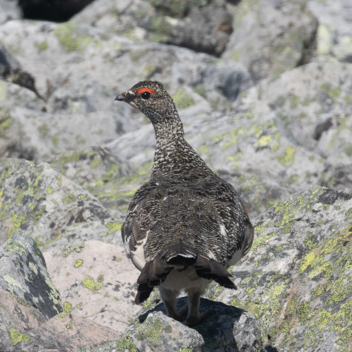 Rock Ptarmigan - ML638695959