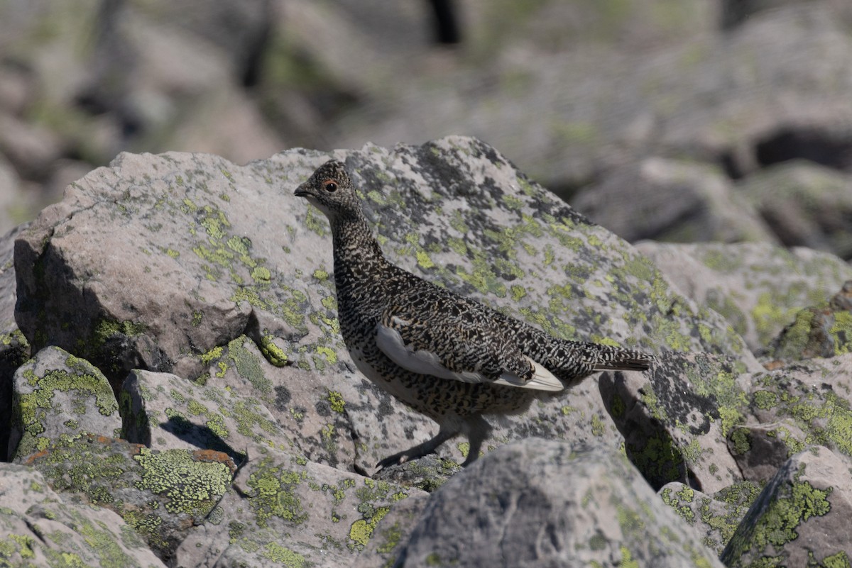 Rock Ptarmigan - ML638695960