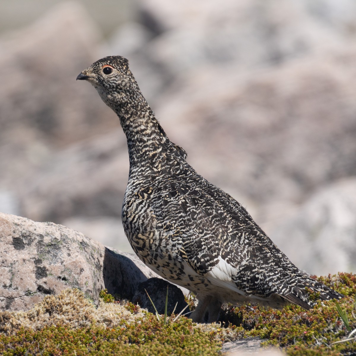 Rock Ptarmigan - ML638695961