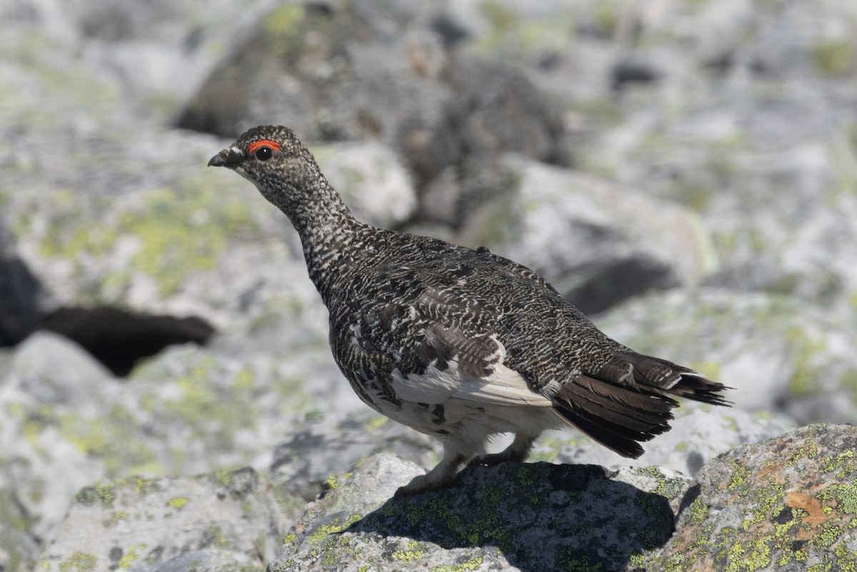 Rock Ptarmigan - ML638695962