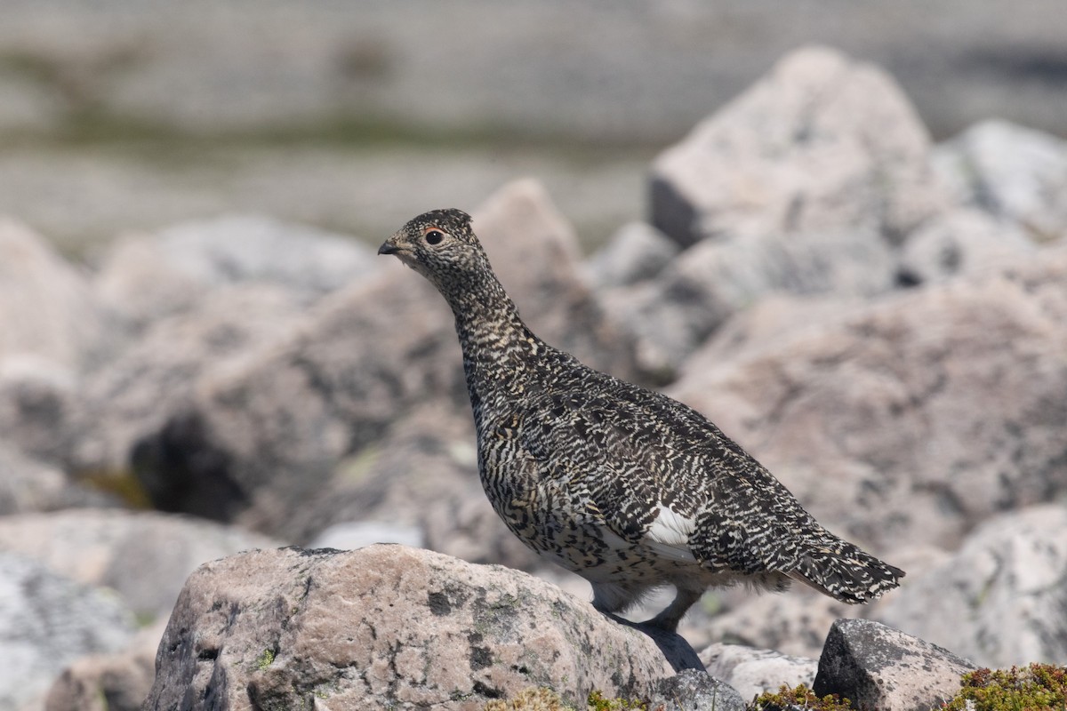 Rock Ptarmigan - ML638695963