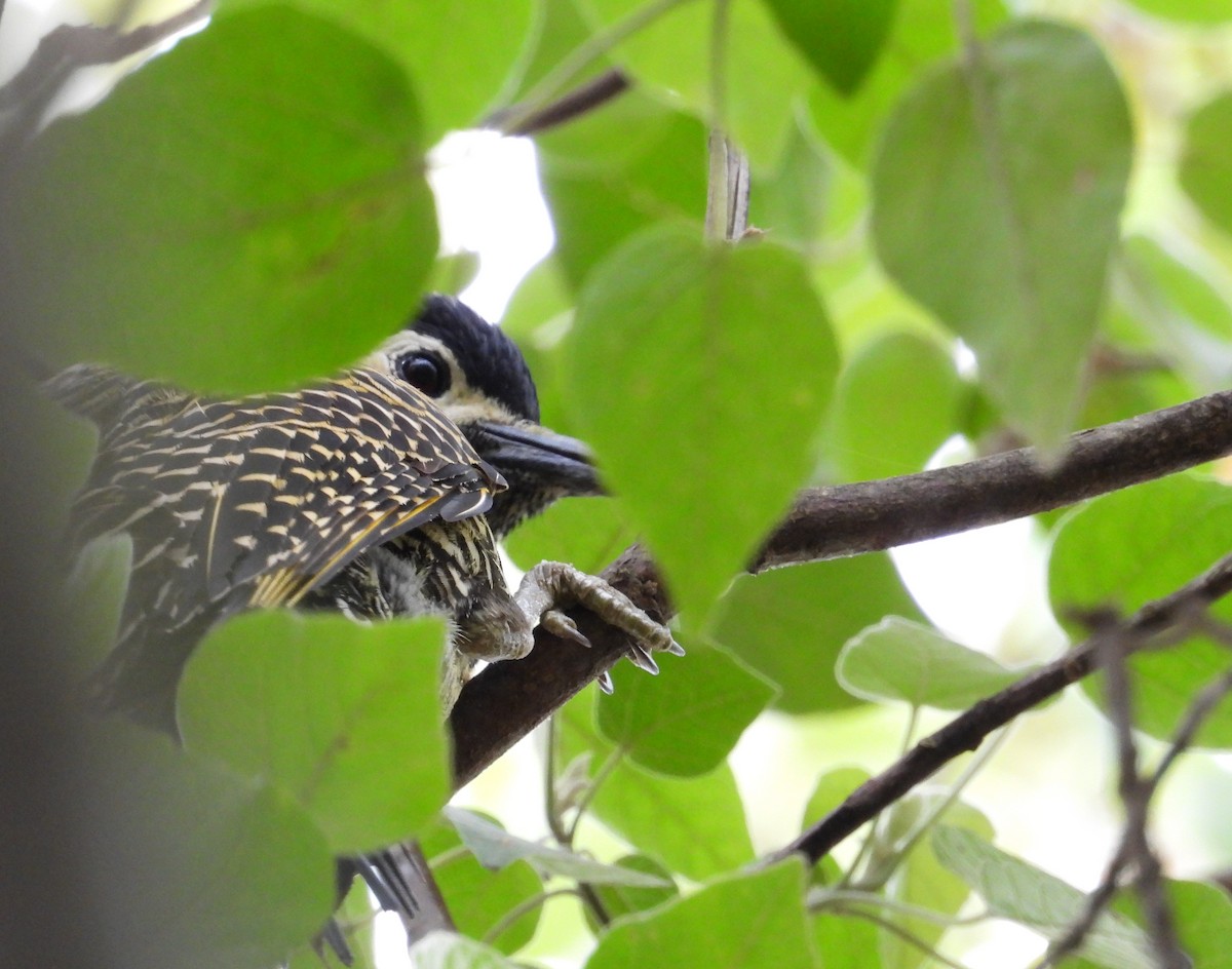 Green-barred Woodpecker - ML638695966