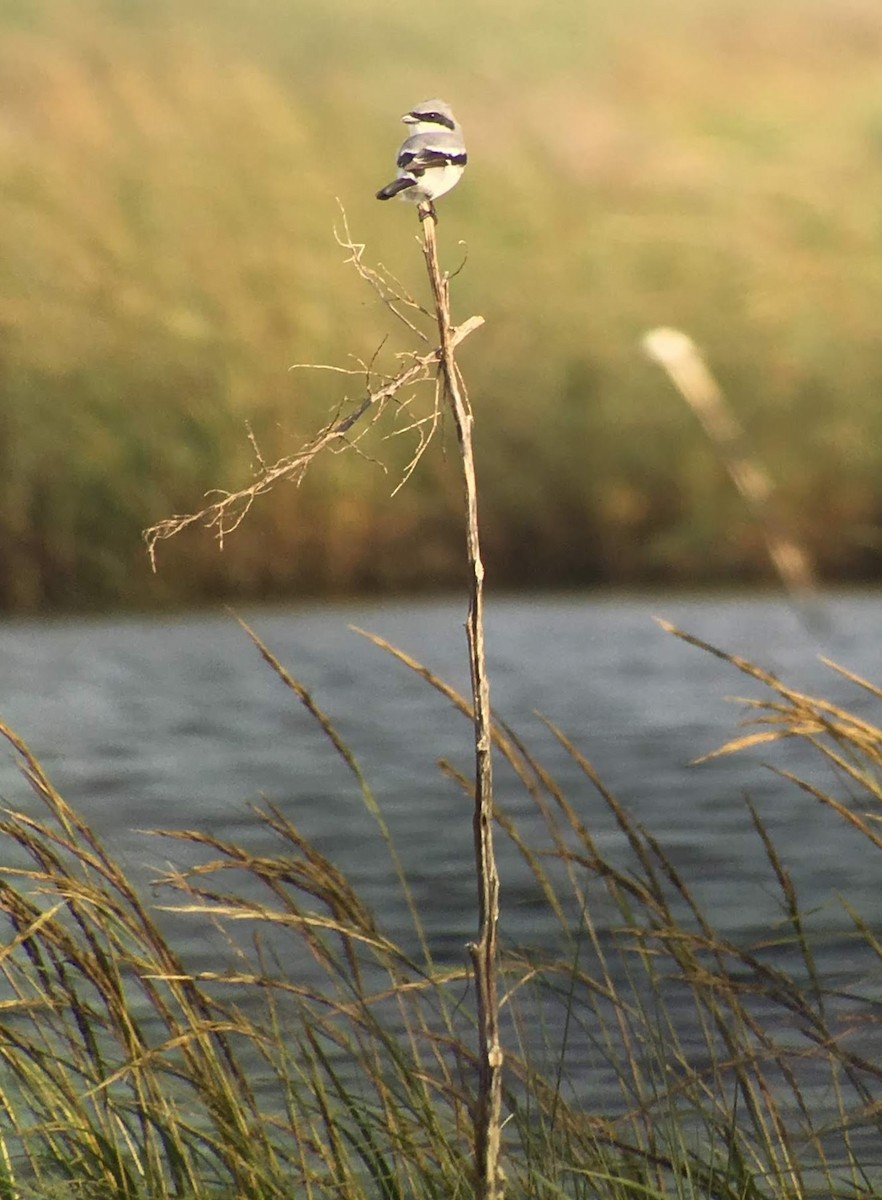 Loggerhead Shrike - ML638695990