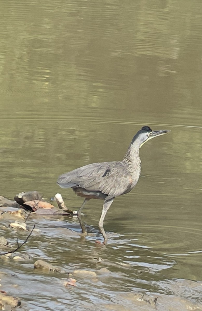 Bare-throated Tiger-Heron - ML638695997