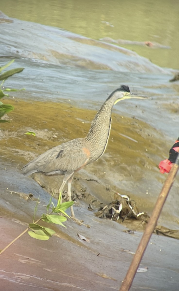 Bare-throated Tiger-Heron - ML638695998