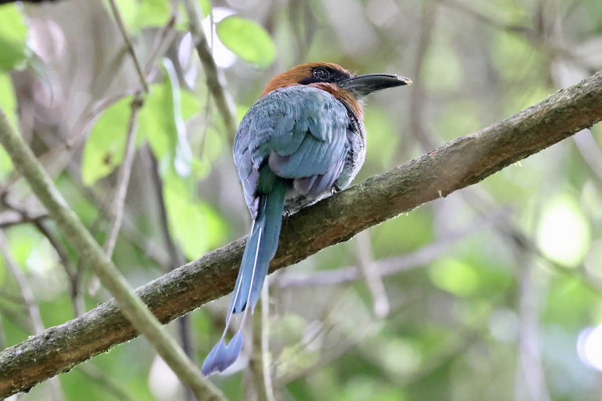 Broad-billed Motmot - ML638696010