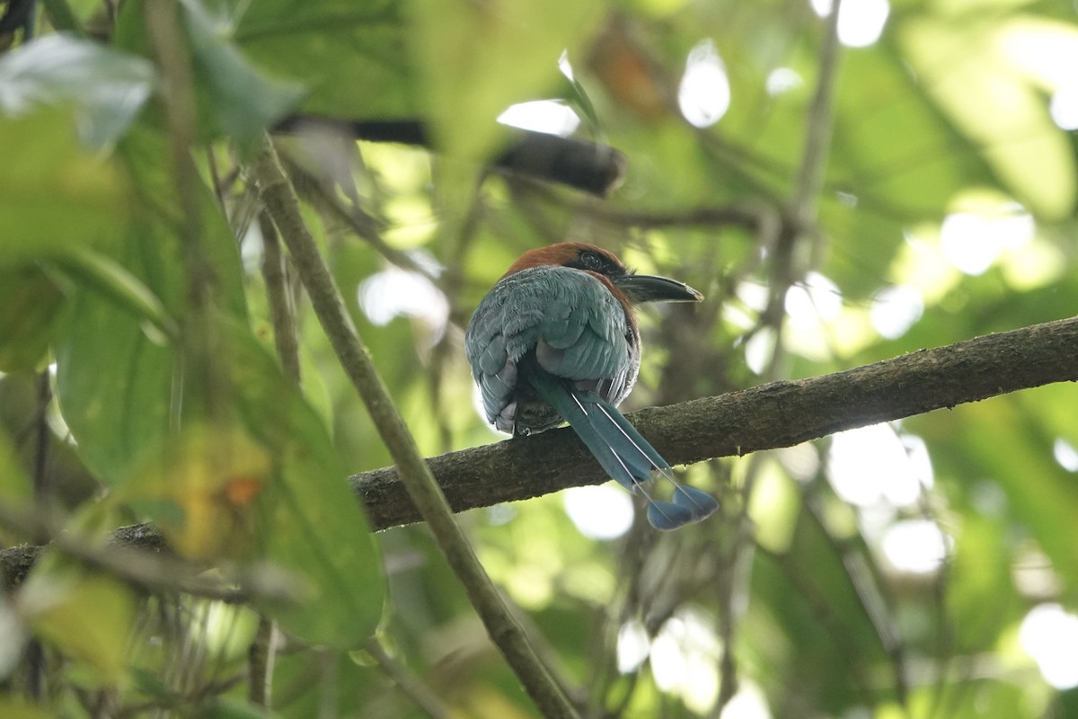 Broad-billed Motmot - ML638696050