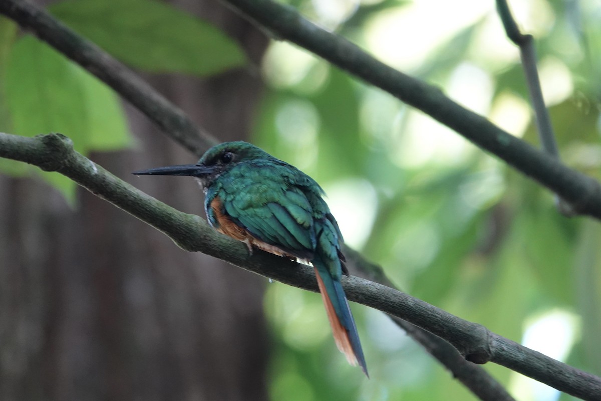 Rufous-tailed Jacamar - ML638696065