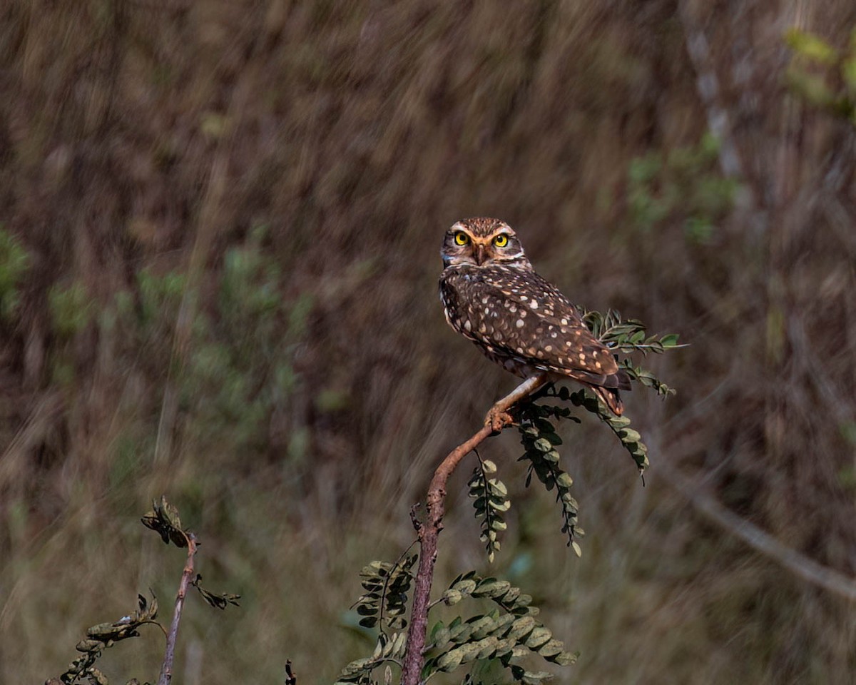 Burrowing Owl - ML638696079