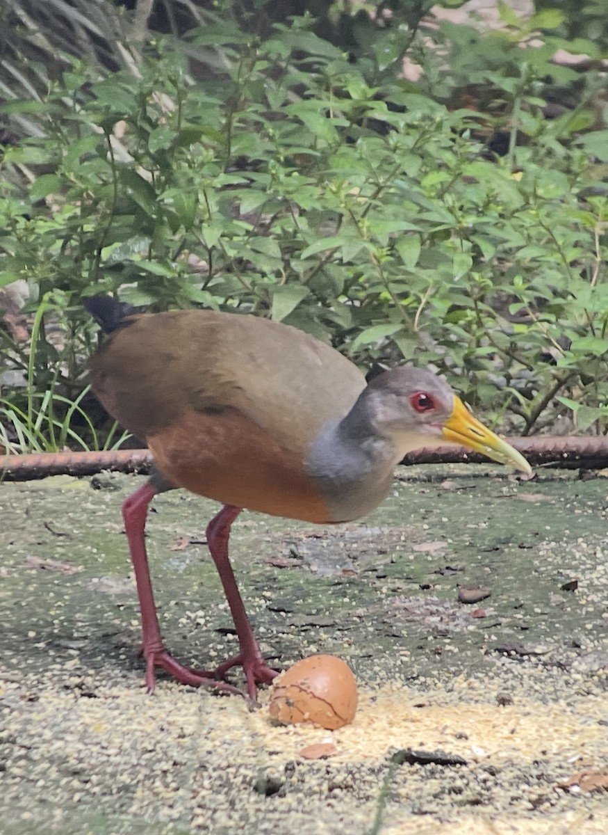 Gray-cowled Wood-Rail - ML638696080